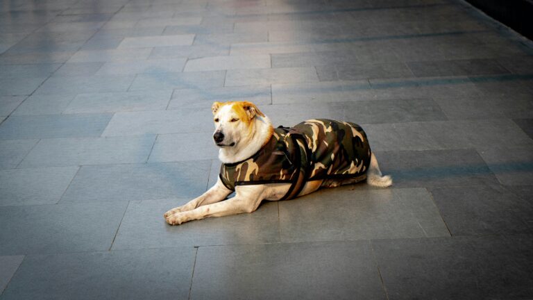 Military Dog Handlers